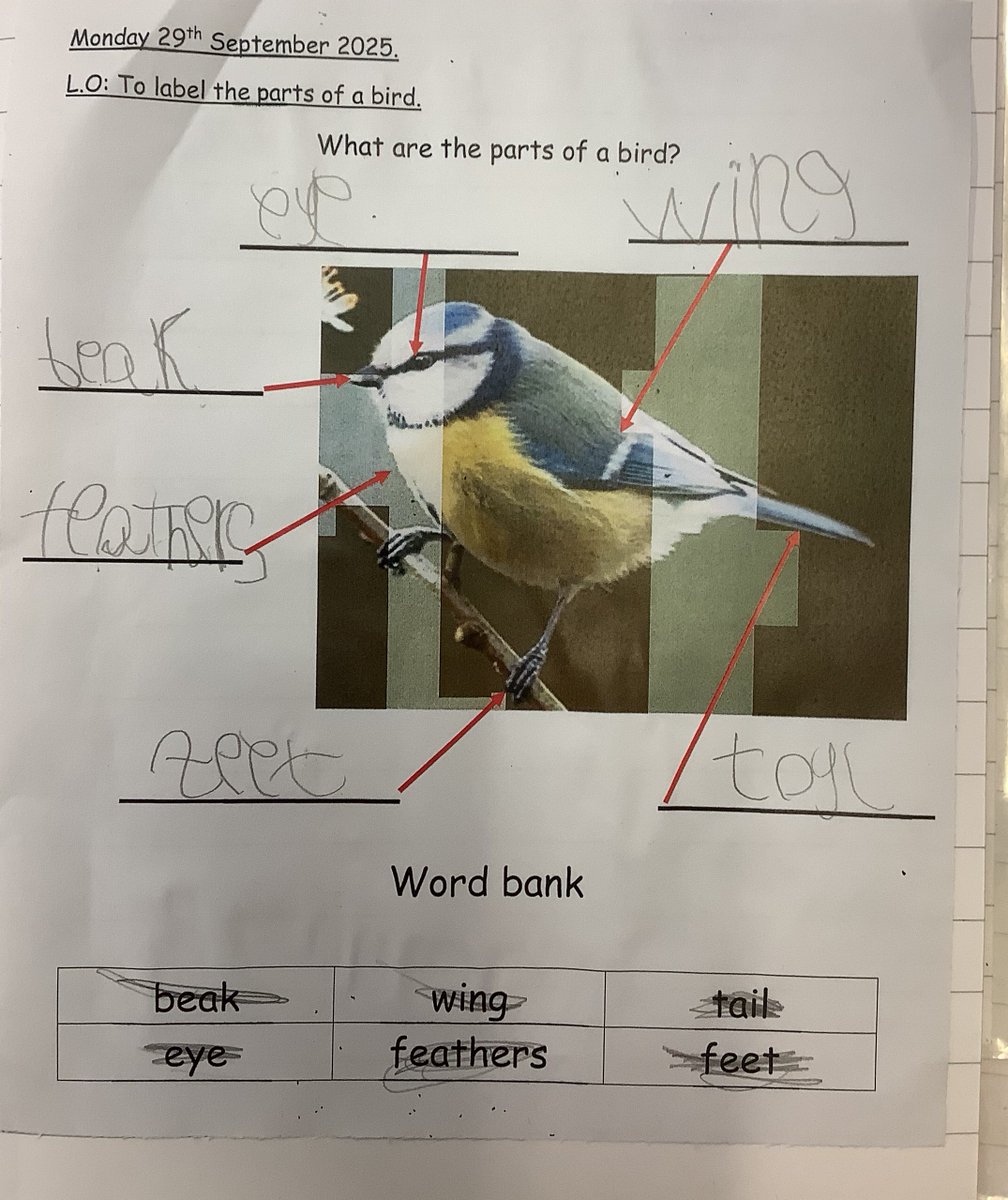 Year 1 learnt about birds this week as part of science. We found out that not all birds can fly even though they have wings. Our favourite fact was that birds can keep one side of their brain awake whilst the other side sleeps, in order to watch out for predators.