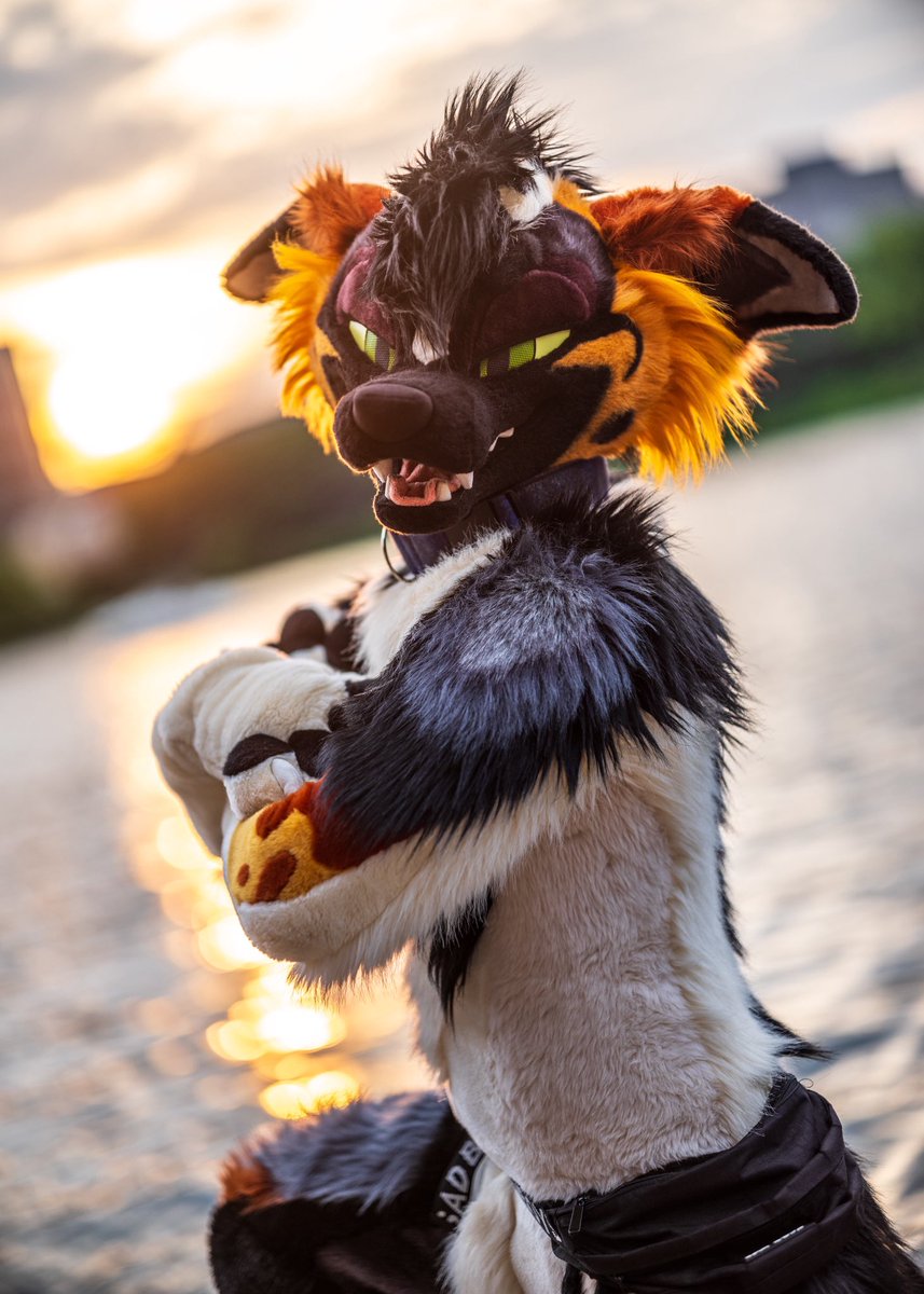 Happy foxtober c:

📸 <a href="/CaptainChaotika/">🌻 混沌的隊長 ➡️ AFC</a>