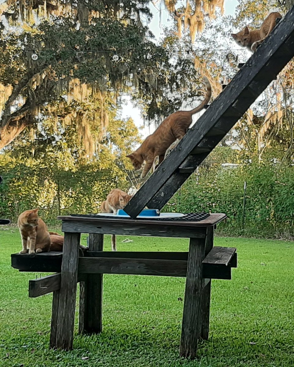 Don't have a choice. Feral cat brought 4 kittens over a few months ago. Fairly certain if I don't have breakfast out at sunrise every morning they'll burn my house down.

Decent trade. Zero venomous snakes in yard now. Whoop numbers improved from consistent morning sunlight too.