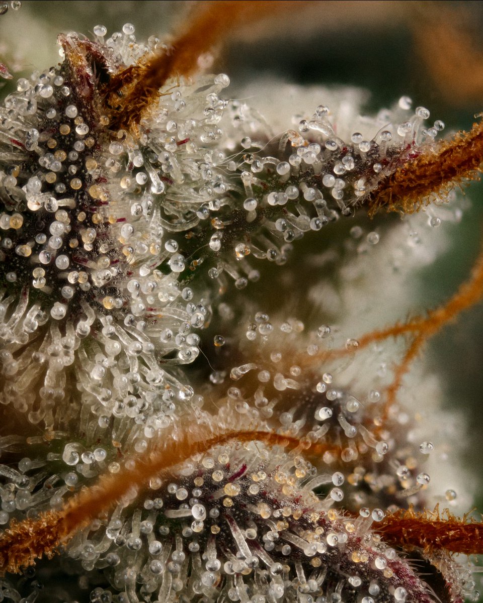 paradiseseeds's tweet photo. Lemonade Auto, under the microscope ππ
Citrus-leaning lineage (Tangerine Sorbet Γ Lemon Skunk 4th. Gen) with a quick autoflower schedule.
Have you run it yet? Let us know!
#paradiseseeds #paradiseseedscommunity #LemonadeAuto https://t.co/ddFKFcYcQz