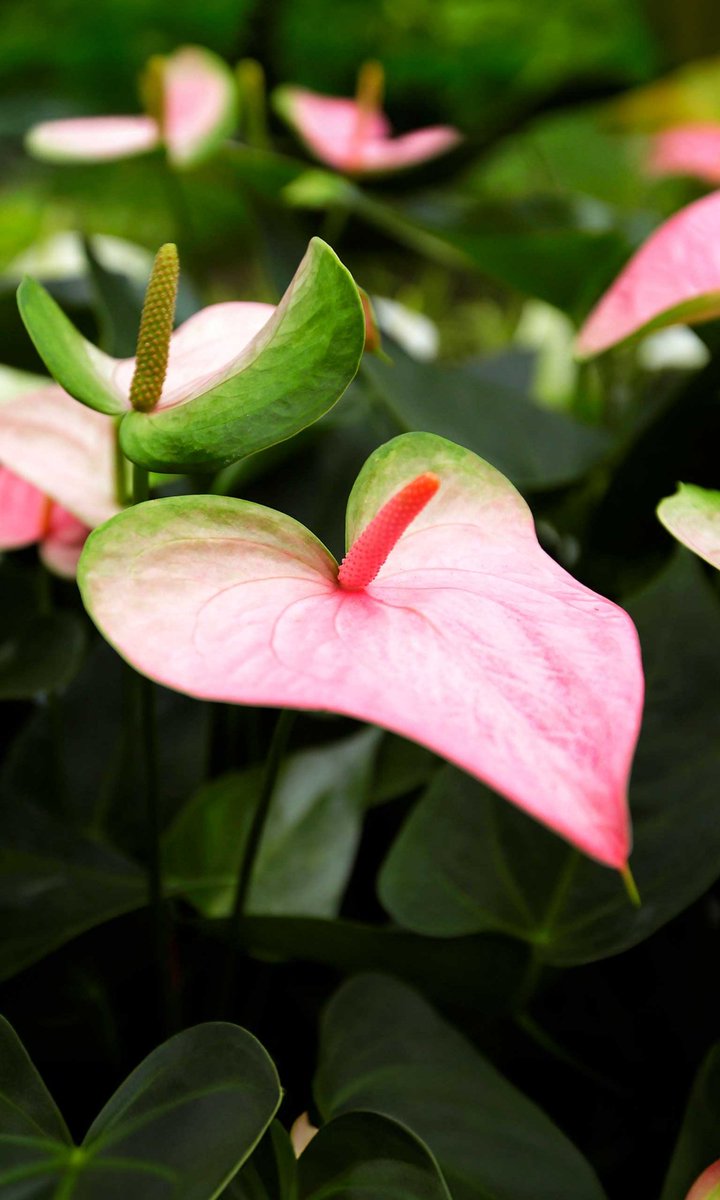 🌞 😉“May this month be light, sweet and full of victories.” Bring peace and prosperity “Welcome, beautiful month! 🌞✌️😉