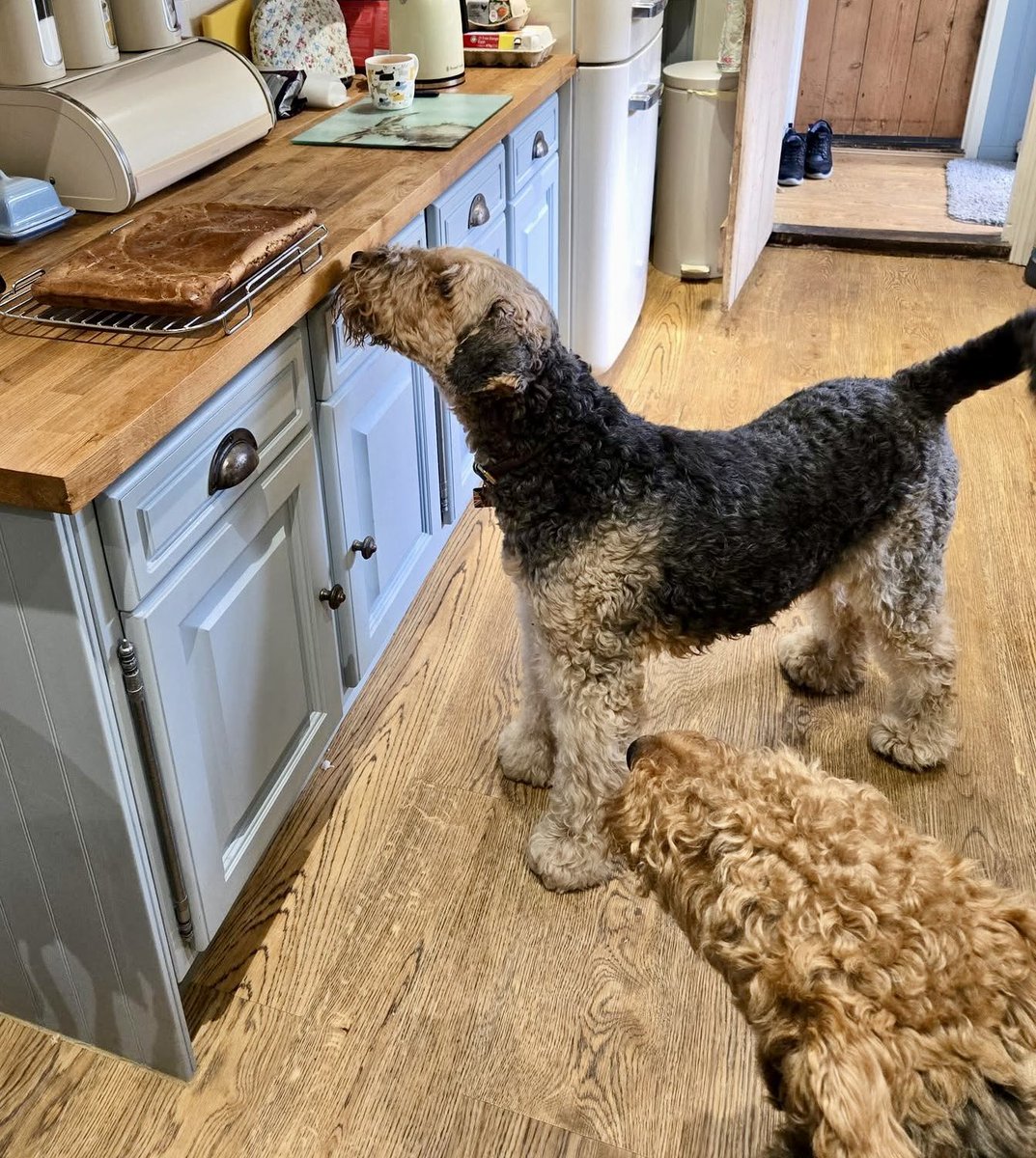 alfrodol2's tweet photo. @bemorebob2 Hi Bob, we had a delivery of noms today, from your emporium. And as it’s my birthday today (Bear) mum has made liver bread as a special treat xx https://t.co/pdd2tiCHbK