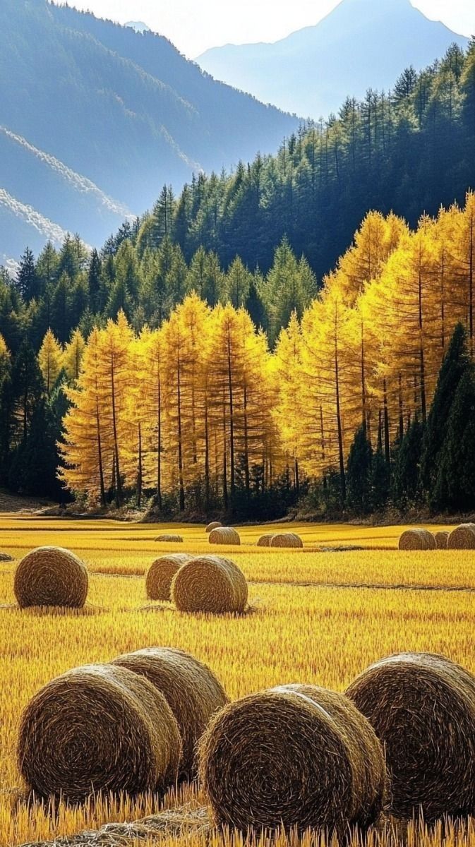 Nolan8981256421's tweet photo. Good morning☀️!have a lovely day🌺🍀🌾🍂 https://t.co/gcg9ZpAecF