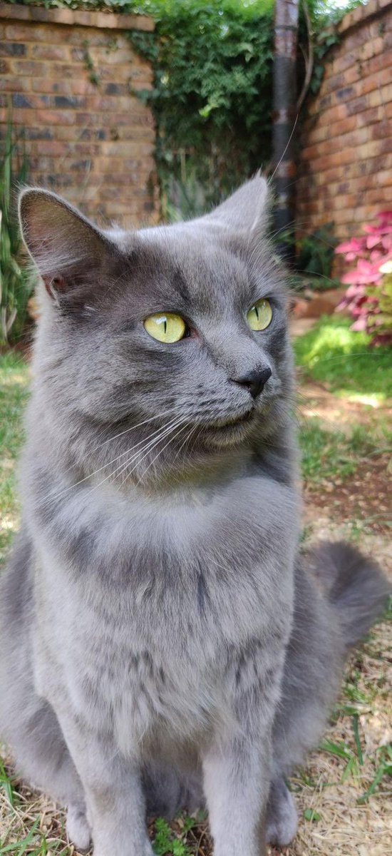 2 yaşında erkek kısır
Cins kedi russian blue sanırım
Deprem bölgesinden gelmiş
Geçici yuvada ama artık süresi dolmuş
Yuvasını arıyor
İstanbul kadıköy