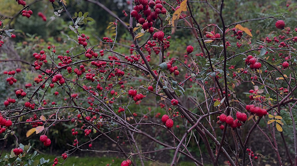 The witch knows the turn of year through the sweet tang of apple rot carpet. She knows it in the slow striptease of hawthorn, knows it the wrinkling skin of berries. She requires no calendar but nature. Each season is sacred. – #EmilyCBanting, 1982 #Witchcraft