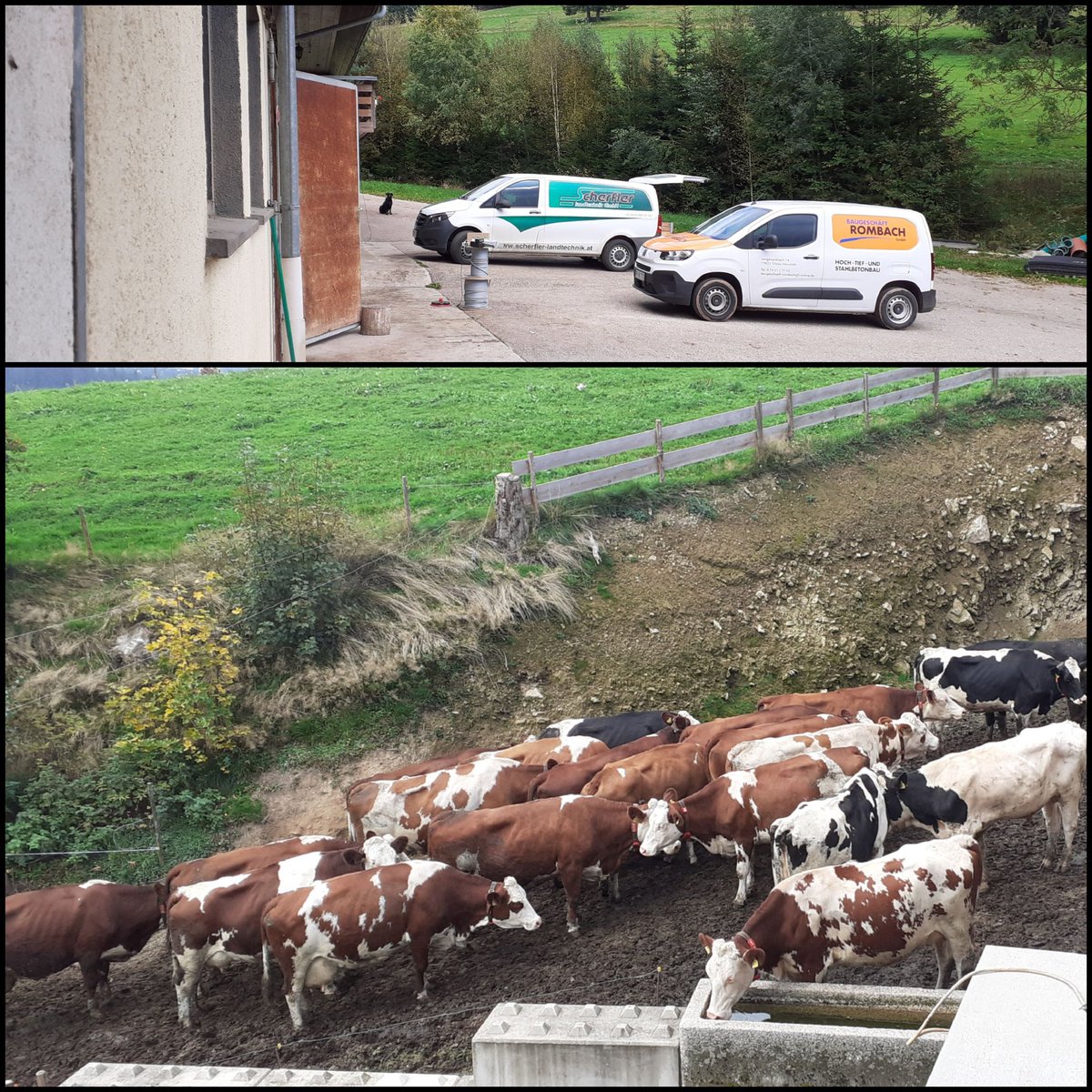 frauhasenklee's tweet image. Heute ist den ganzen Tag für unsere Damen warten angesagt gewesen, das heißt kein #Melken am #Roboter.
Eine Firma 🇦🇹 aus Österreich hat ein Förderband für den Futtertisch angebracht. Auf mein &quot;Hallo&quot; gab es direkt ein &quot;Griaß di&quot; entgegnet.
 😊 #Melkstau, #Landtechnik