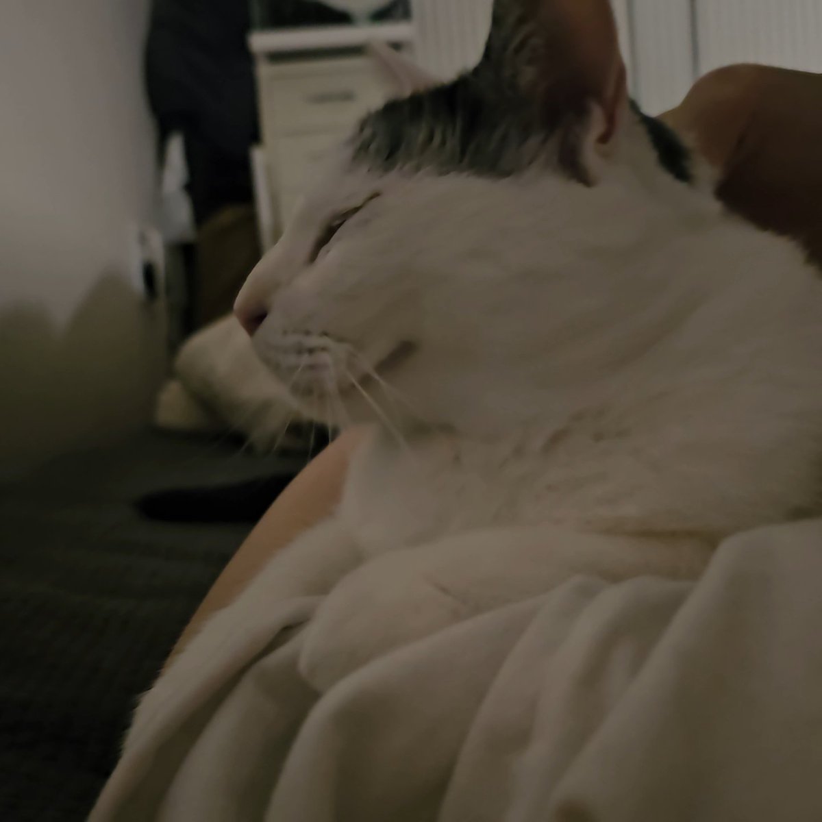 요새 매일 머리맡에서 자더니 오늘은 옆구리! 
굿나잇💫💛