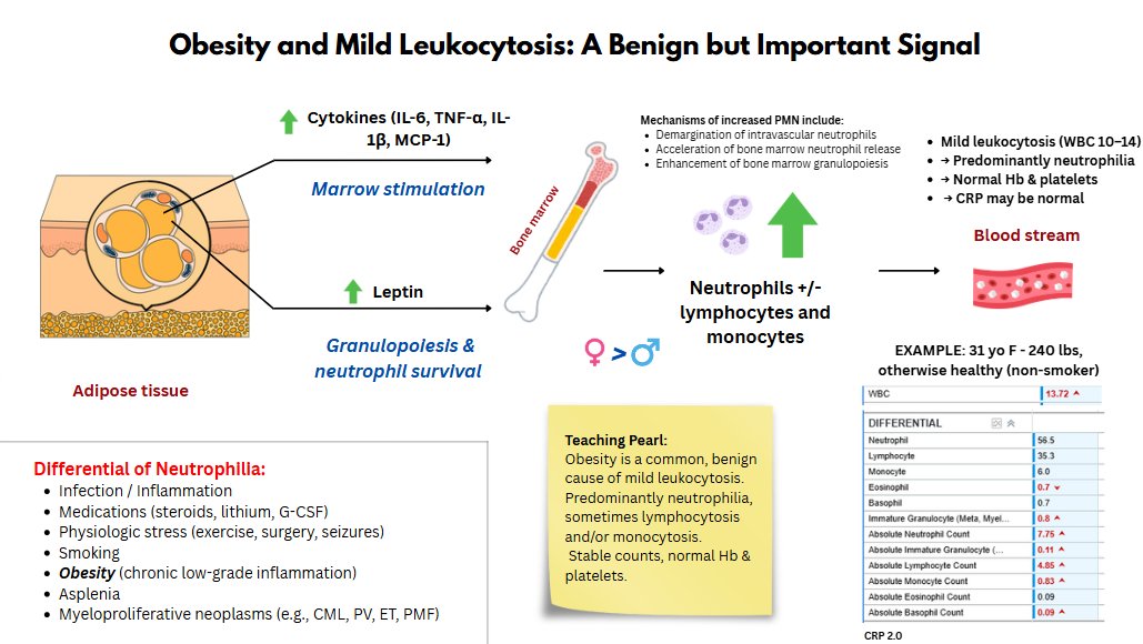 Obesity can cause persistent mild leukocytosis 

🔹 WBC 10–14 ×10⁹/L
🔹 Often neutrophilia (± lymphs/monos)
🔹 Hb &amp; platelets normal
🔹 CRP may be normal

Mechanism: low-grade inflammation

Usually benign, but marker of cardiometabolic risk.

Reviewed in PMID: 33270290