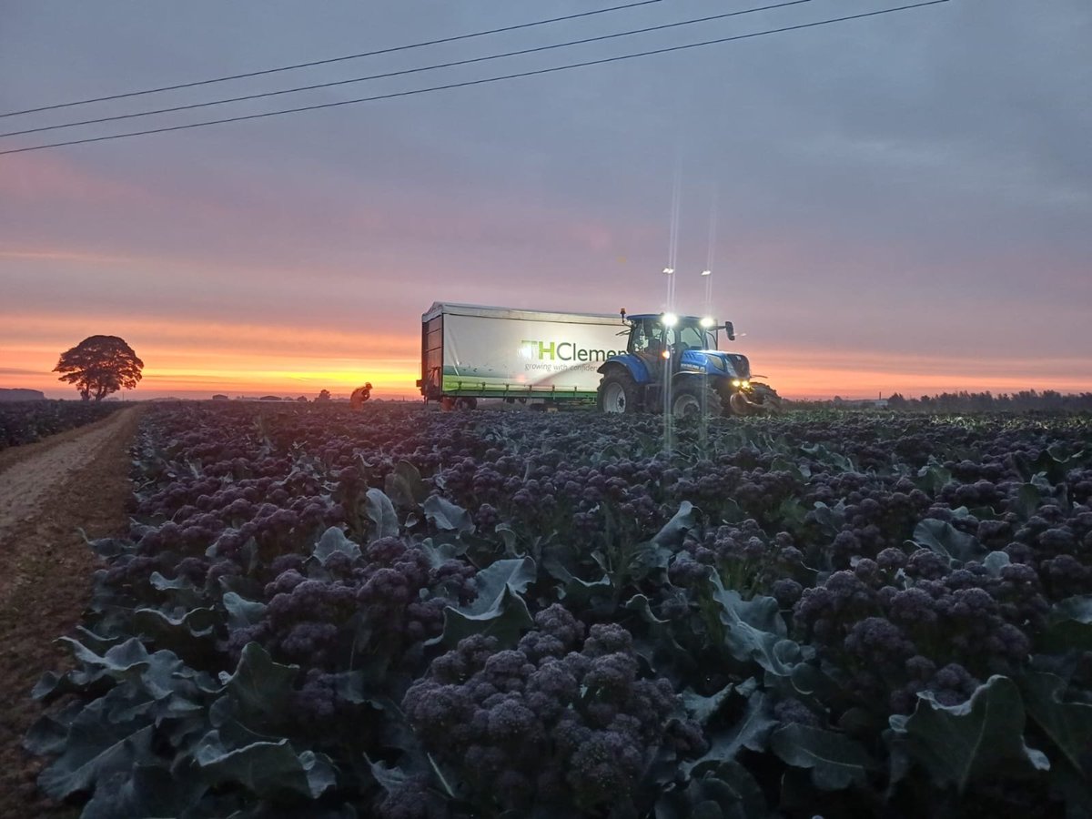 Lincolnshire skies didn’t disappoint this morning—what a sunrise over our Purple Sprouting Broccoli fields!