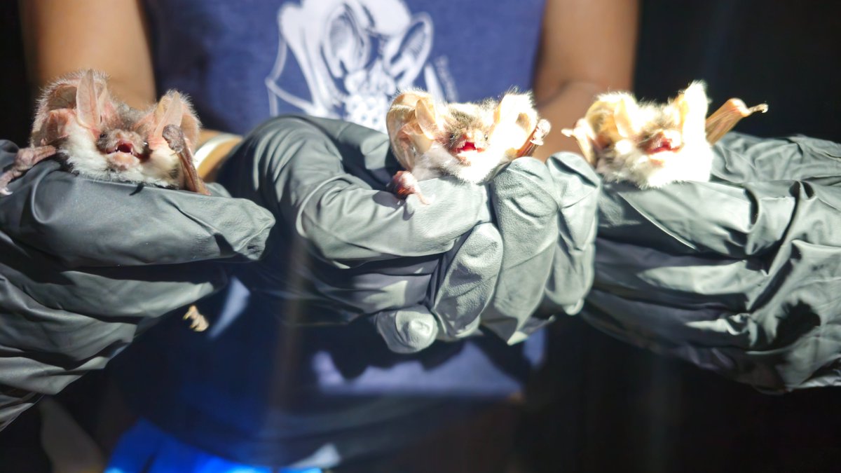 Species from Feces tweet media