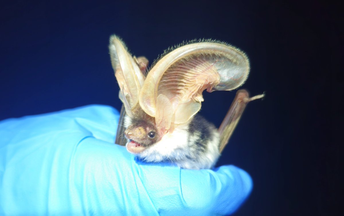 Species from Feces tweet media