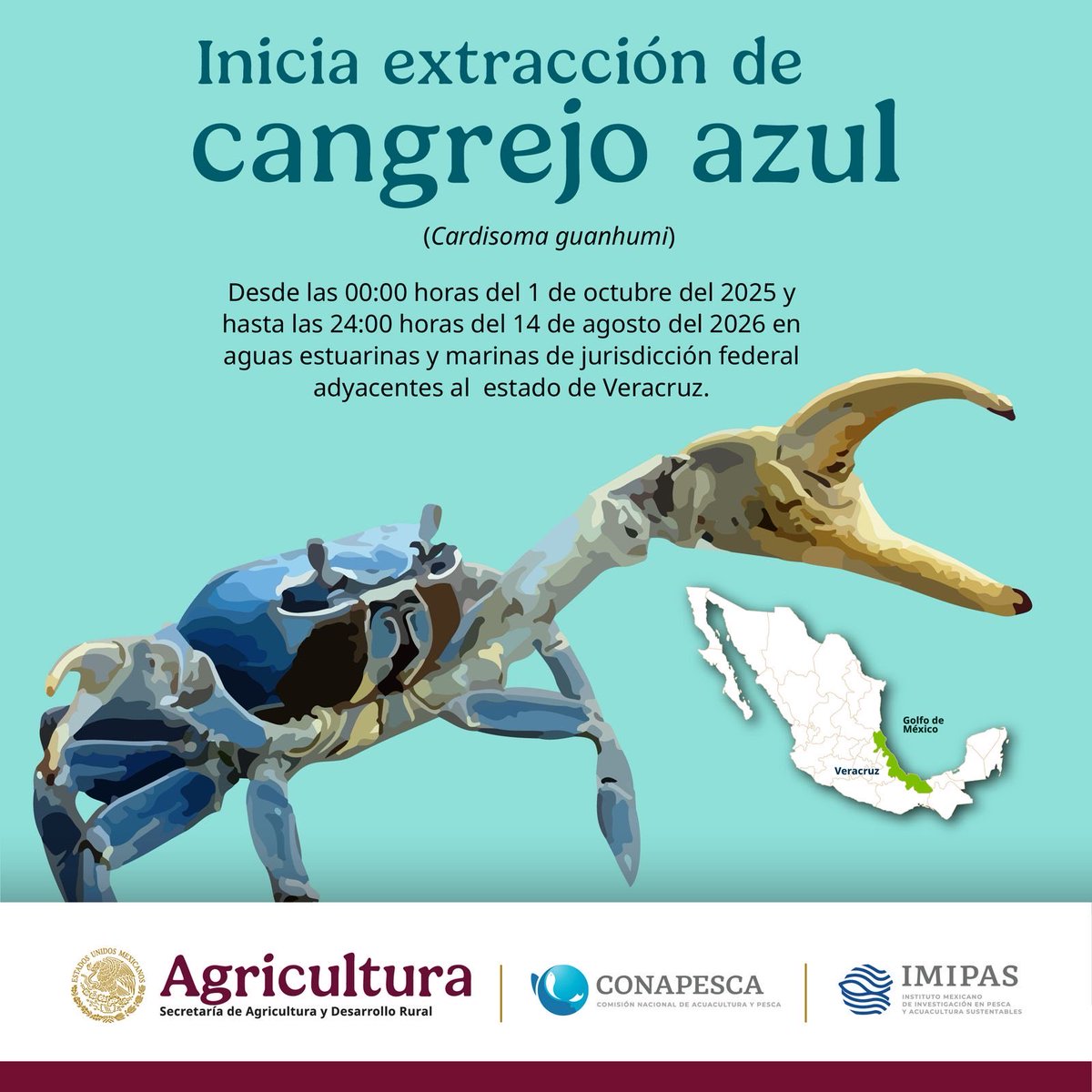 ✅ Inicia periodo de extracción de cangrejo azul.