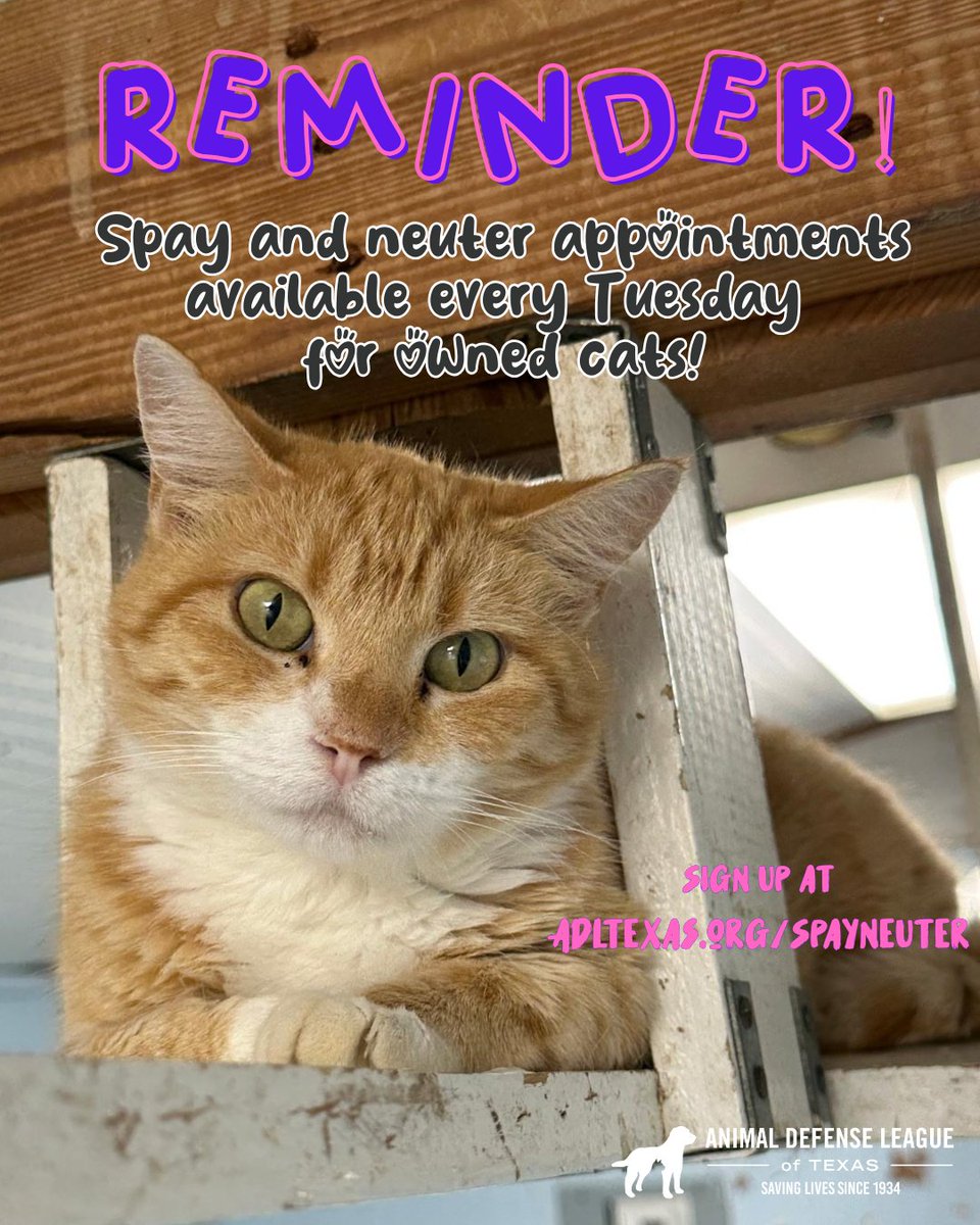 REMINDER‼️
We have open spay and neuter appointments every Tuesdays just for your feline friends! 
✨For cats 3 months to 8 years old (at least 3 lbs)
 ✨Includes rabies + FVRCP vaccines if needed
⭐Spots fill up fast, so don’t wait!! Schedule now at adltexas.org/SpayNeuter!
