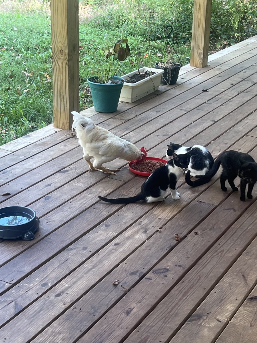 Scott Sutton tweet media