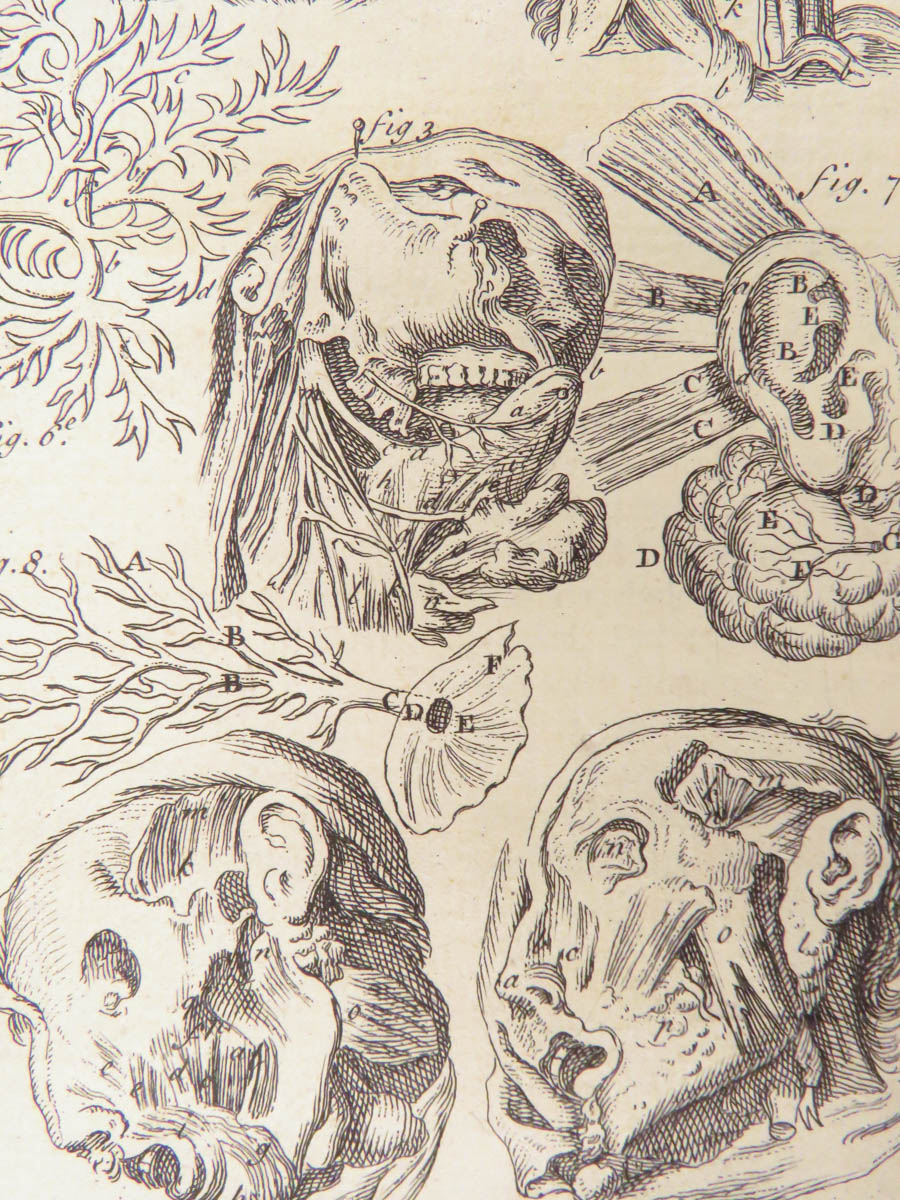 SchilbRareBooks's tweet image. Are you intrigued by human anatomy? 1728 James Drake's "The appendix to Dr. Drake’s Anthropologia nova." Interested? ow.ly/9oAR50X4Kc0
Want more? ow.ly/BFyt50X4Kc2

#Appendix #Anatomy #Engravings #Science #RareBooks #SchilbAntiquarian #Books #Reading #History