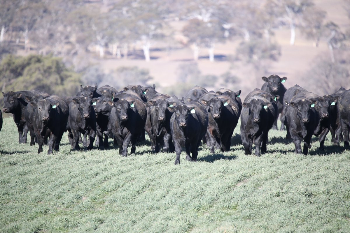 angusaustralia's tweet image. From Asia to the Americas, Angus genetics and beef from Australia set the global benchmark for quality. 

angusaustralia.com.au 
#AngusAustralia #ExportExcellence #TrustedWorldwide #GlobalBenchmark #InternationalMarkets #AustralianAngus #QualityBeef #BlackAngus