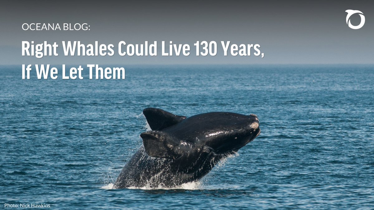 North Atlantic right whales could live 130 years, if we let them. But right now, these critically endangered whales are being robbed of the chance to live this long. 

Read more 👉 oceana.ly/42jFOz8