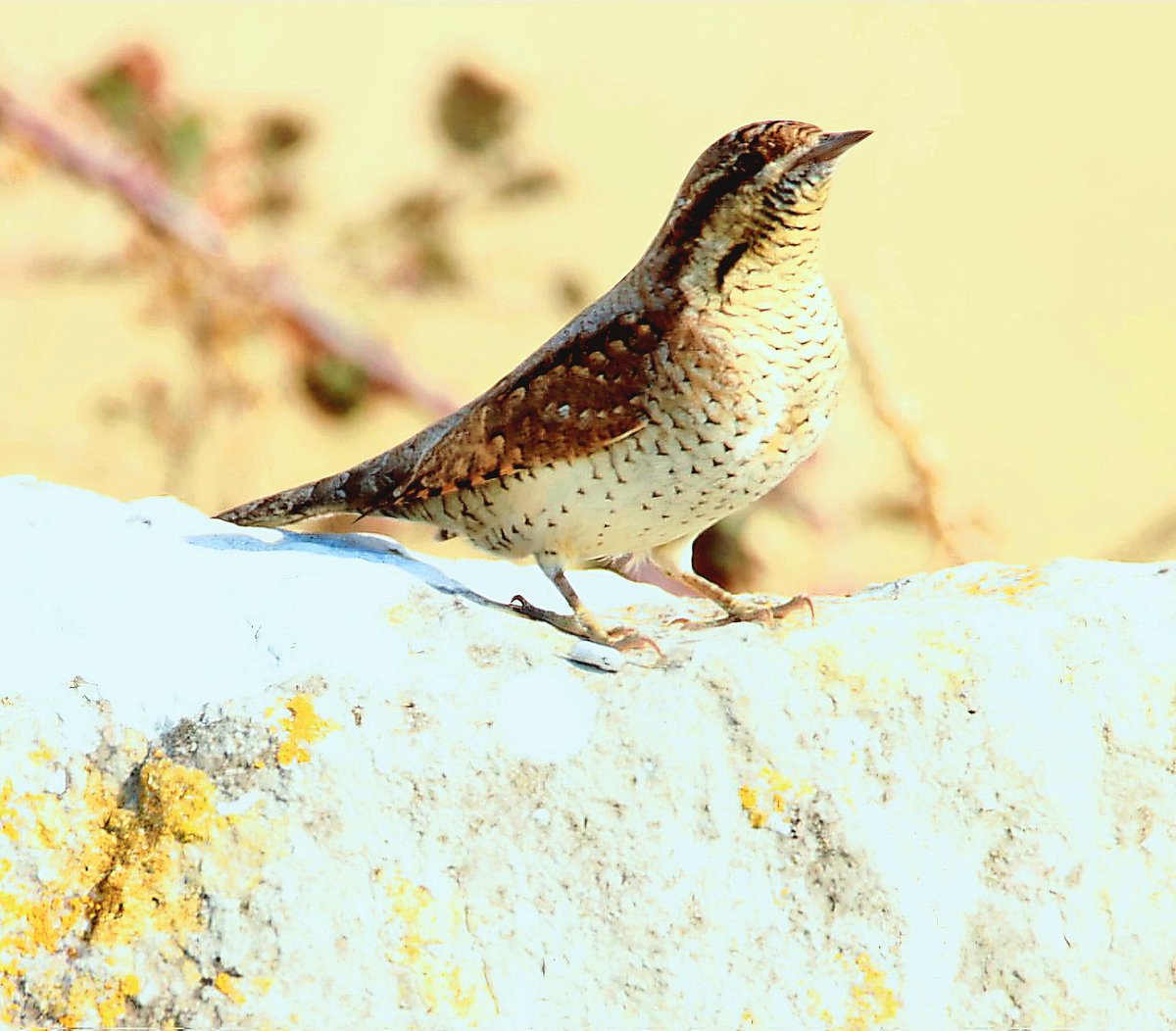 Leanne Wood tweet media