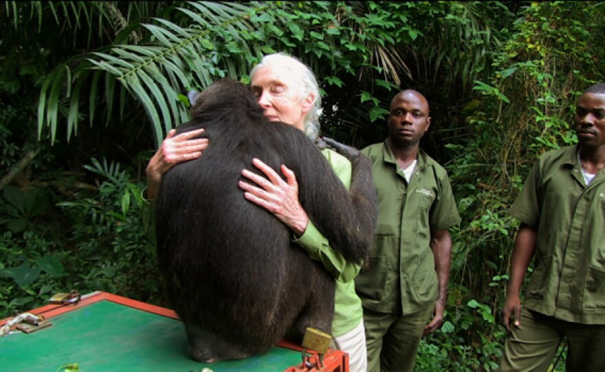 James Martin, SJ (@jamesmartinsj) on Twitter photo RIP #JaneGoodall
"Teach us to discover the worth of each thing, 
to be filled with awe and contemplation, 
to recognize that we are profoundly united 
with every creature
as we journey towards your infinite light."
From "Laudato Si," by Pope Francis. RIP #JaneGoodall
"Teach us to discover the worth of each thing, 
to be filled with awe and contemplation, 
to recognize that we are profoundly united 
with every creature
as we journey towards your infinite light."
From "Laudato Si," by Pope Francis.