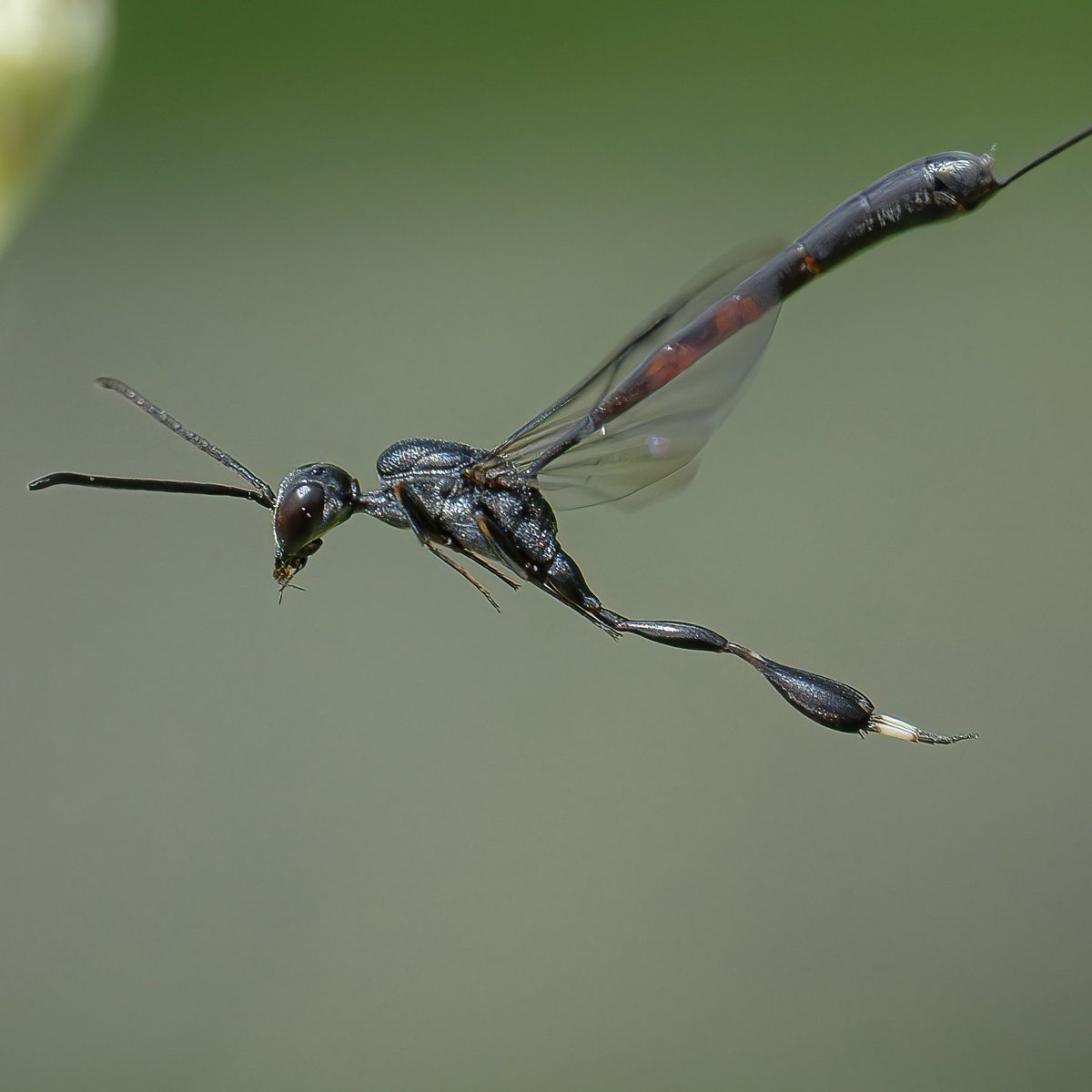 macro_action's tweet image. Gasteruption Jaculator 
Nikon Z9 and 105mm