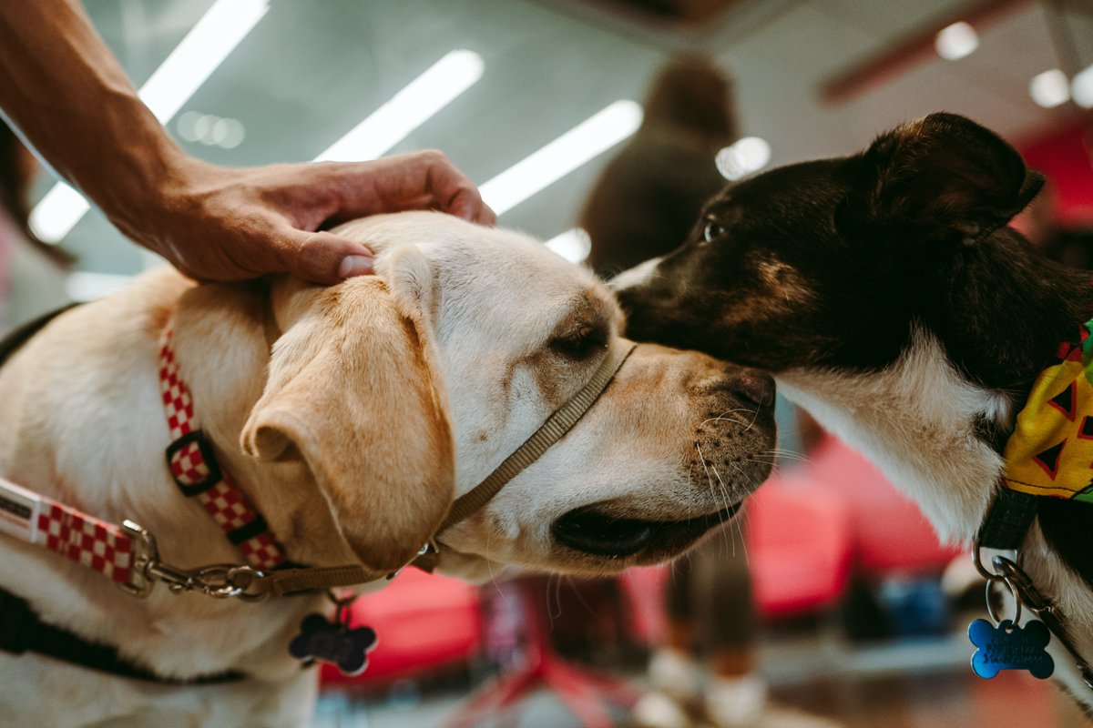 stlCITYsc's tweet photo. Puppies make everything better 😍
 
A big thank you to the volunteers from @CARESTL1 for bringing some rescue puppies to the training center today 🐾
 
#WalksInThePark x @Purina https://t.co/q7fv7ttmHz