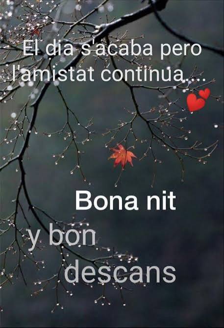 Molt bona nit a tothom i feliços somnis ✨🌺🌙
