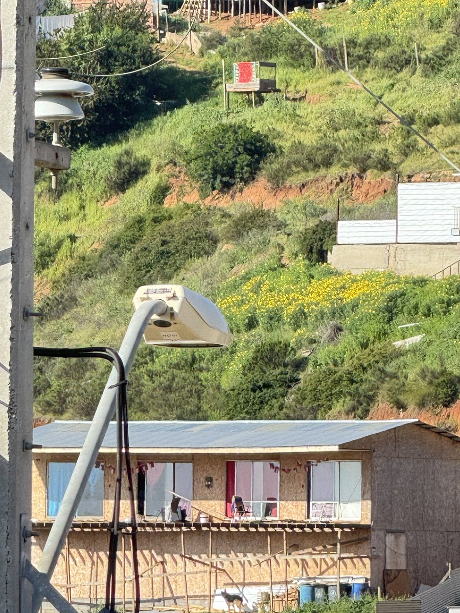 Luis Martínez tweet media