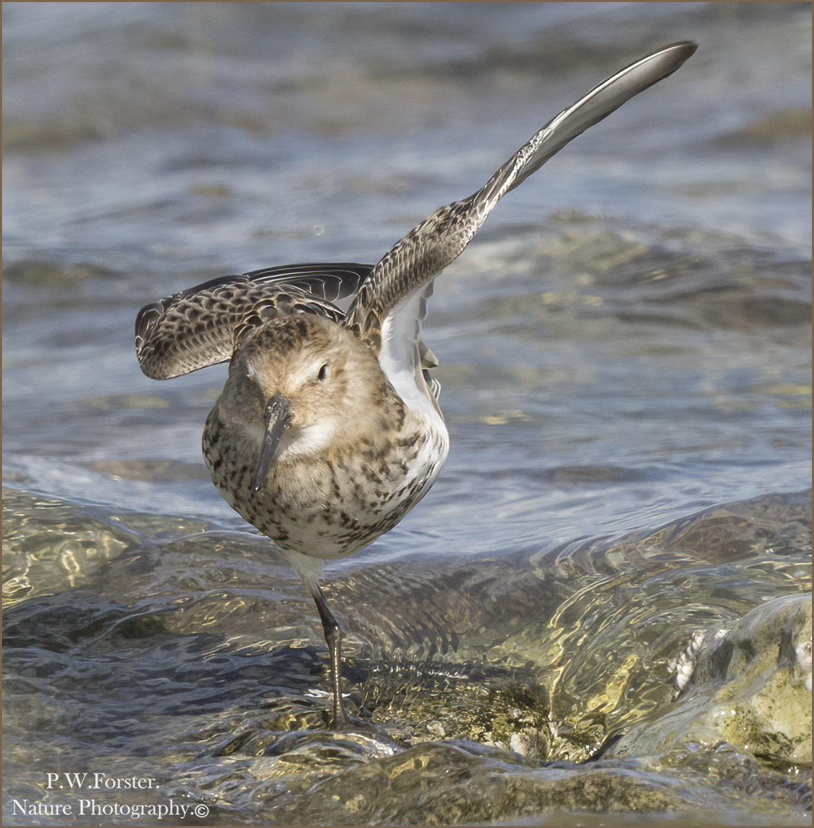 Dunlin from South Gare Yesterday , good numbers of Sanderling as well 
<a href="/teesbirds1/">teesbirds</a>
<a href="/clevelandbirds/">cleveland birds</a>
<a href="/DurhamBirdClub/">Durham Bird Club</a>
<a href="/YWT_North/">Yorkshire Wildlife Trust - North Yorkshire</a>
<a href="/YorksWildlife/">Yorkshire Wildlife Trust - follow us on Bluesky 🦋</a>
<a href="/NTBirdClub/">Northumberland & Tyneside Bird Club</a>
<a href="/wildlifemag01/">WildLife Magazine</a>
<a href="/YorkBirding/">York Birding</a>
<a href="/waderquest/">Wader Quest</a>
#Nikon #forever
<a href="/Waderworld1/">Wader-World 🌍</a>
@birds
<a href="/TheSeabirdGroup/">The Seabird Group</a>
<a href="/BirdWatchingMag/">Bird Watching</a>