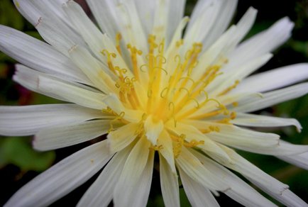 A #newspecies of Taraxacum (#Compositae, #Crepidinae) from Arunachal Pradesh, India: Sexual reproduction detected in the group of Taraxacum sikkimense
#taxonomy 
doi.org/10.11646/phyto…