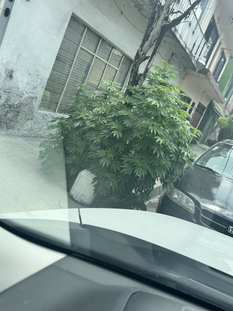 RAFO1283's tweet photo. @A_VCarranza Podrían ayudar a remover esta planta que empezó a crecer frente a un árbol 
Hay adultos mayores mareados por el olor de la planta de mariguana y niños menores y se está haciendo de venta 
Calle bonanza en Felipe Ángeles 15310 https://t.co/Xp4pHqgJW5