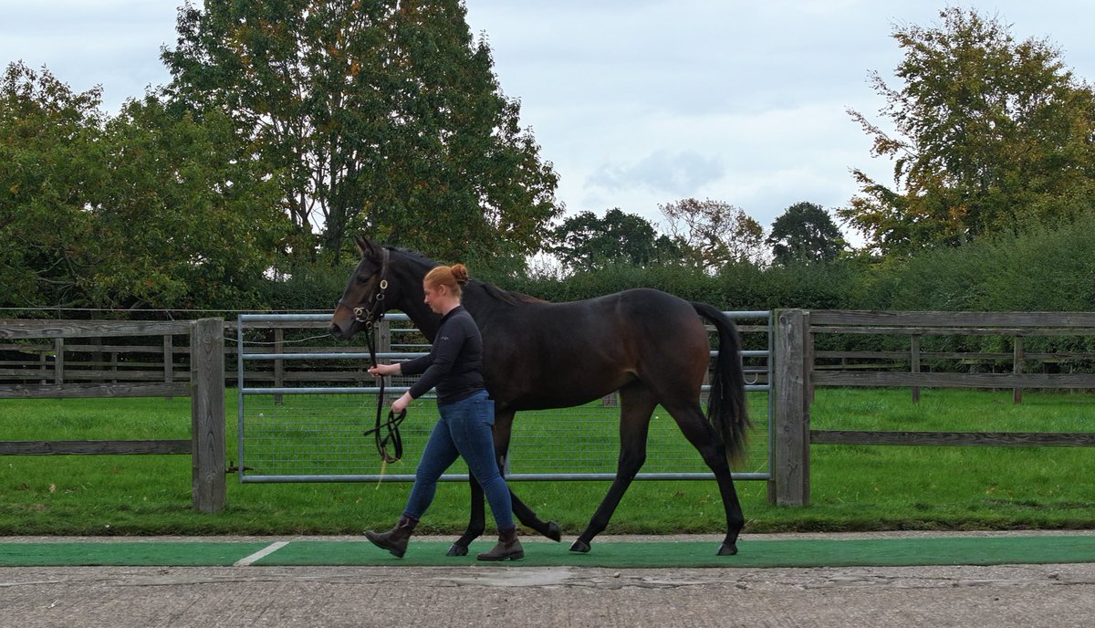Final preparations for our yearlings.

Lot 814 Free Rein x Baaeed is half sister to Group 3 winner West End Girl &amp; Group 1 placed Mondego &amp; UPDATE - 3YO Faithful Friend (Ghaiyyath) is a winner for Car Colston Hall Stud in France. <a href="/Tattersalls1766/">Tattersalls</a> 

Dam Free Rein is in foal to