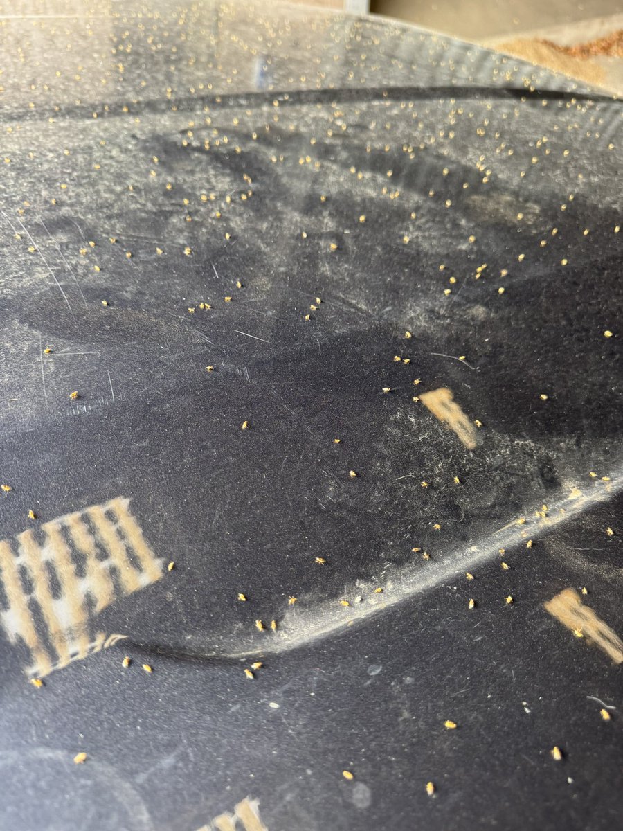 Numbers of Gout fly about is scary