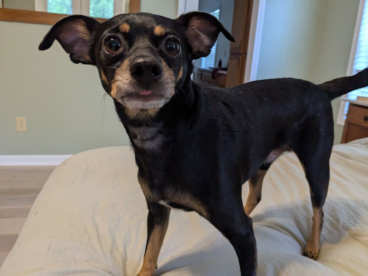 rootforcegrind's tweet image. This is Rocky - one of my pups.   Someone did him very wrong, but we&apos;ve had him for about 5 months now and he is starting to feel confident and comfortable in his home.  He loves my wife more than any thing in world.  Just sharing because I stumbled across this pic and think he&apos;s…