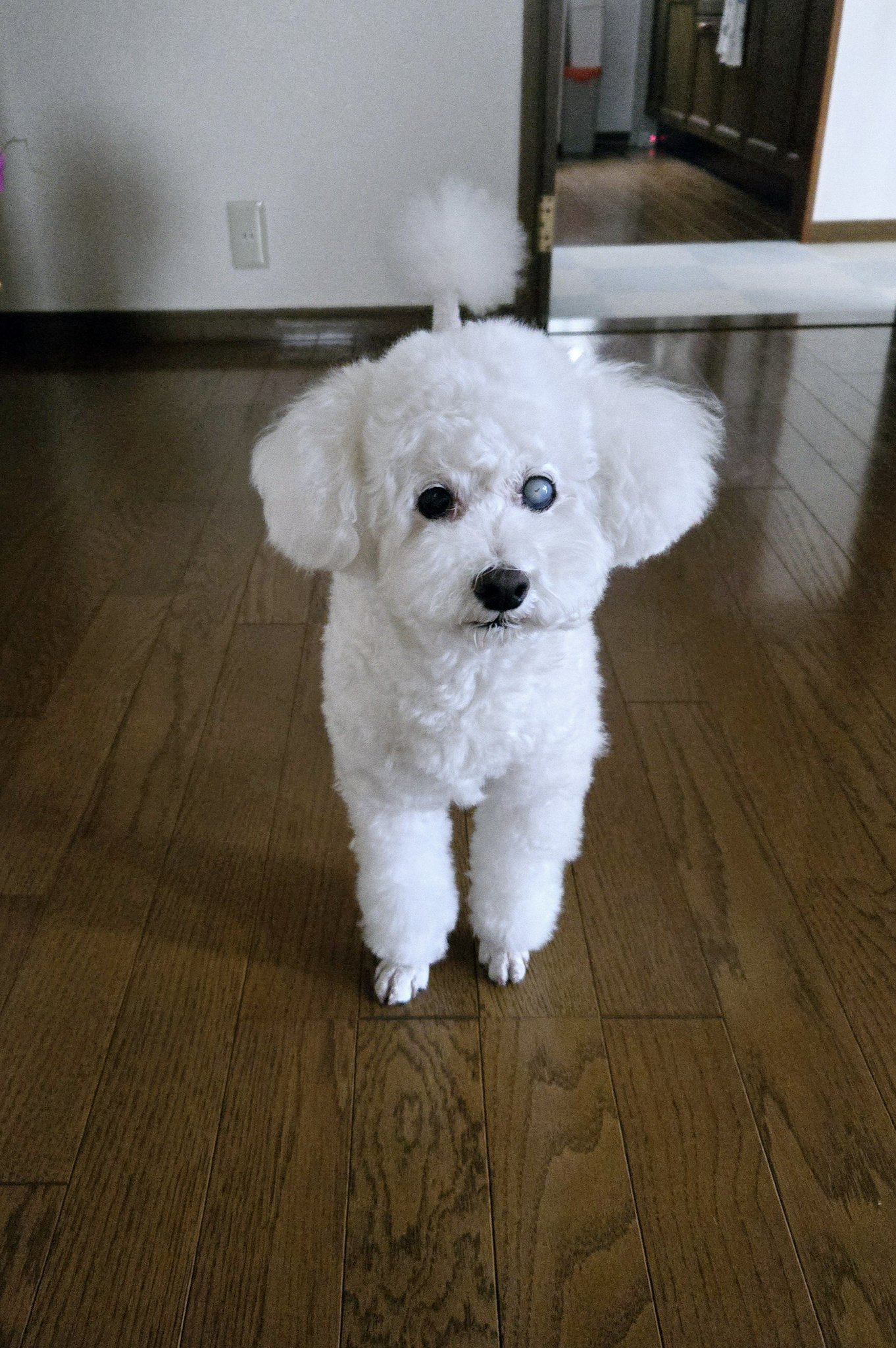 トイプードル - Search / X