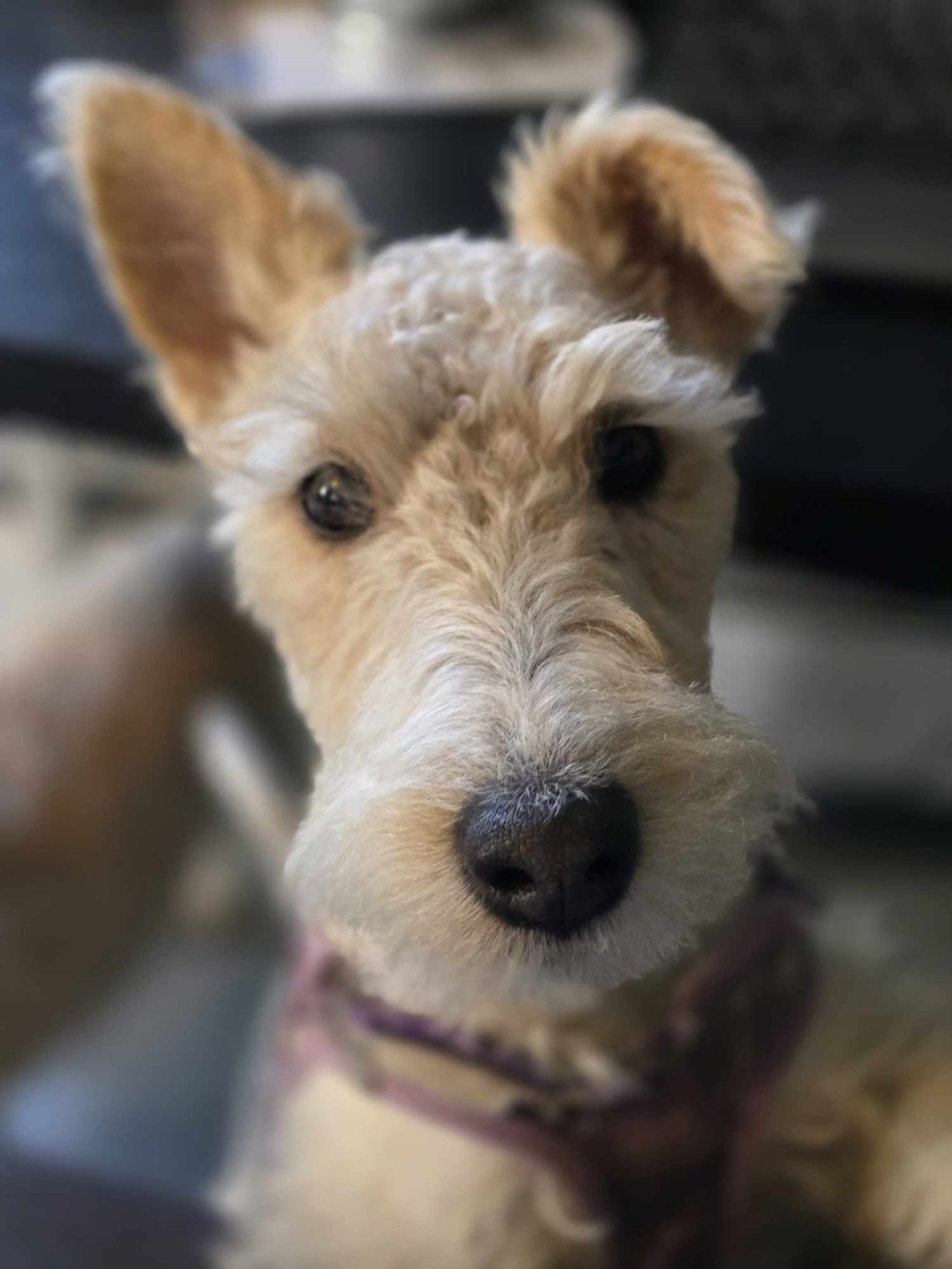 Rumplepimple1's tweet photo. #ImLessThanPerfectBut my sister Penelope is very cute. https://t.co/5vcYVxtMtX