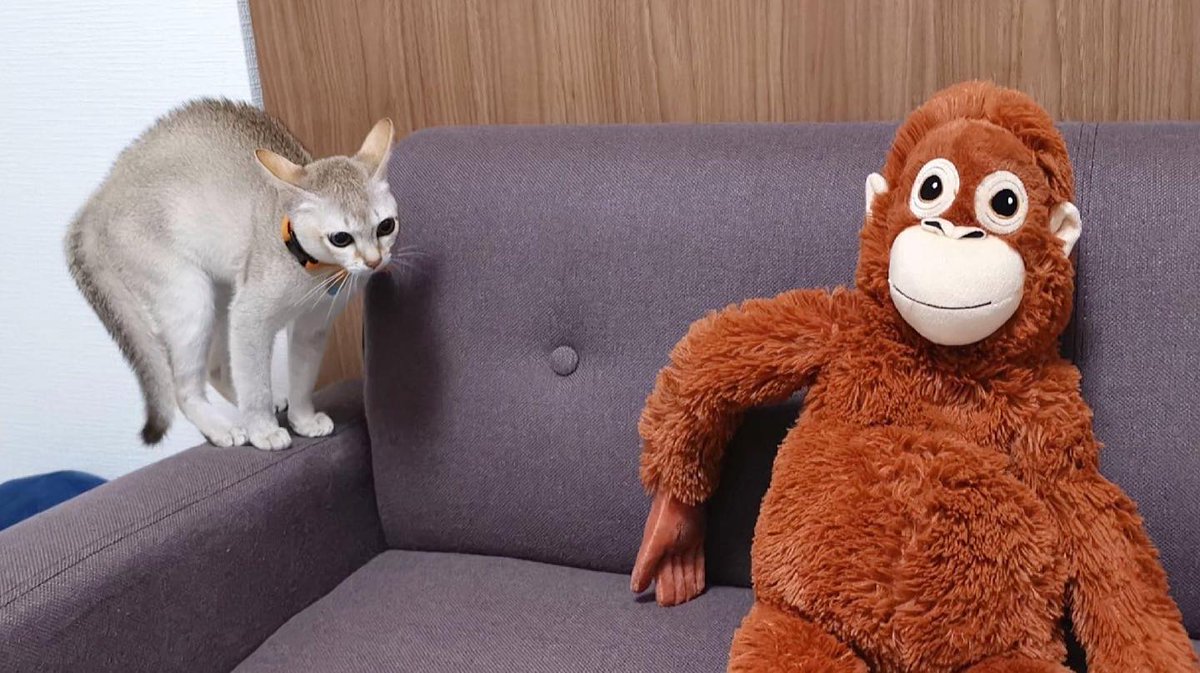 cpaul512's tweet image. Lots of lifelong Jane Goodall fans showing their respect this afternoon. #bigfan #legend #iconic