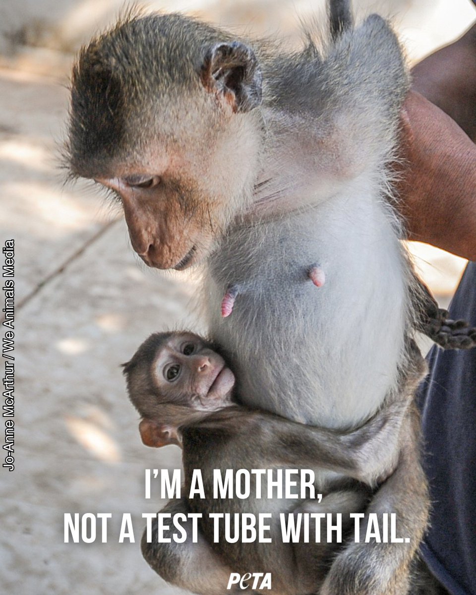 PETAUK's tweet image. Behind every test is a story. Monkeys are not ours to abduct from their homes, breed in labs, or experiment on.
#EndAnimalTesting