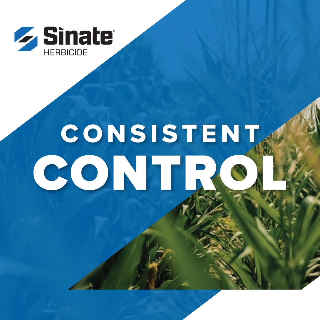 Tough broadleaf and grass weeds in LibertyLink® corn?

Sinate® Herbicide delivers consistent postemergence control and flexible program fit.

Consistent. Trusted results.