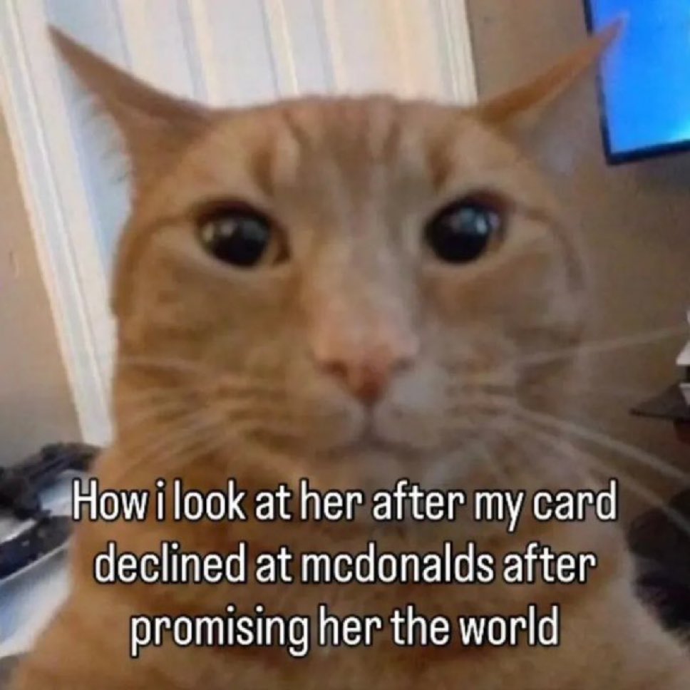 LiterallyMeCats (@literallymecats) on Twitter photo 