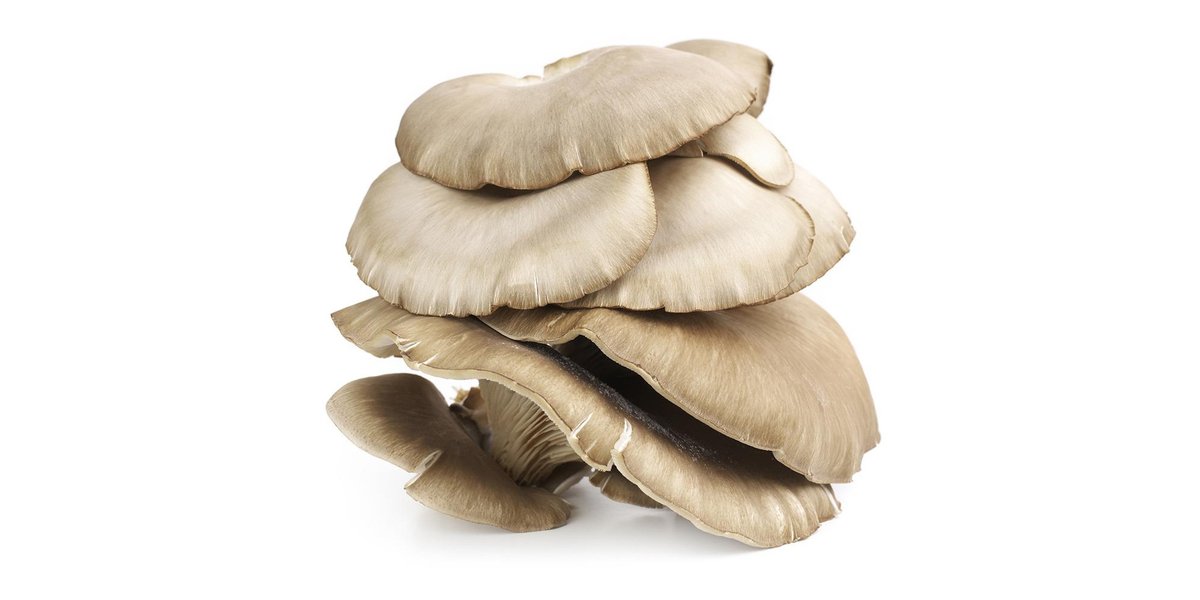 When women undergo radiation, chemotherapy, and surgery for breast cancer treatment, their immune systems take a significant hit. According to a Czech study published in Immunotherapy in 2021, oyster mushroom supplementation offers a solution. ergo-log.com/oyster-mushroo…