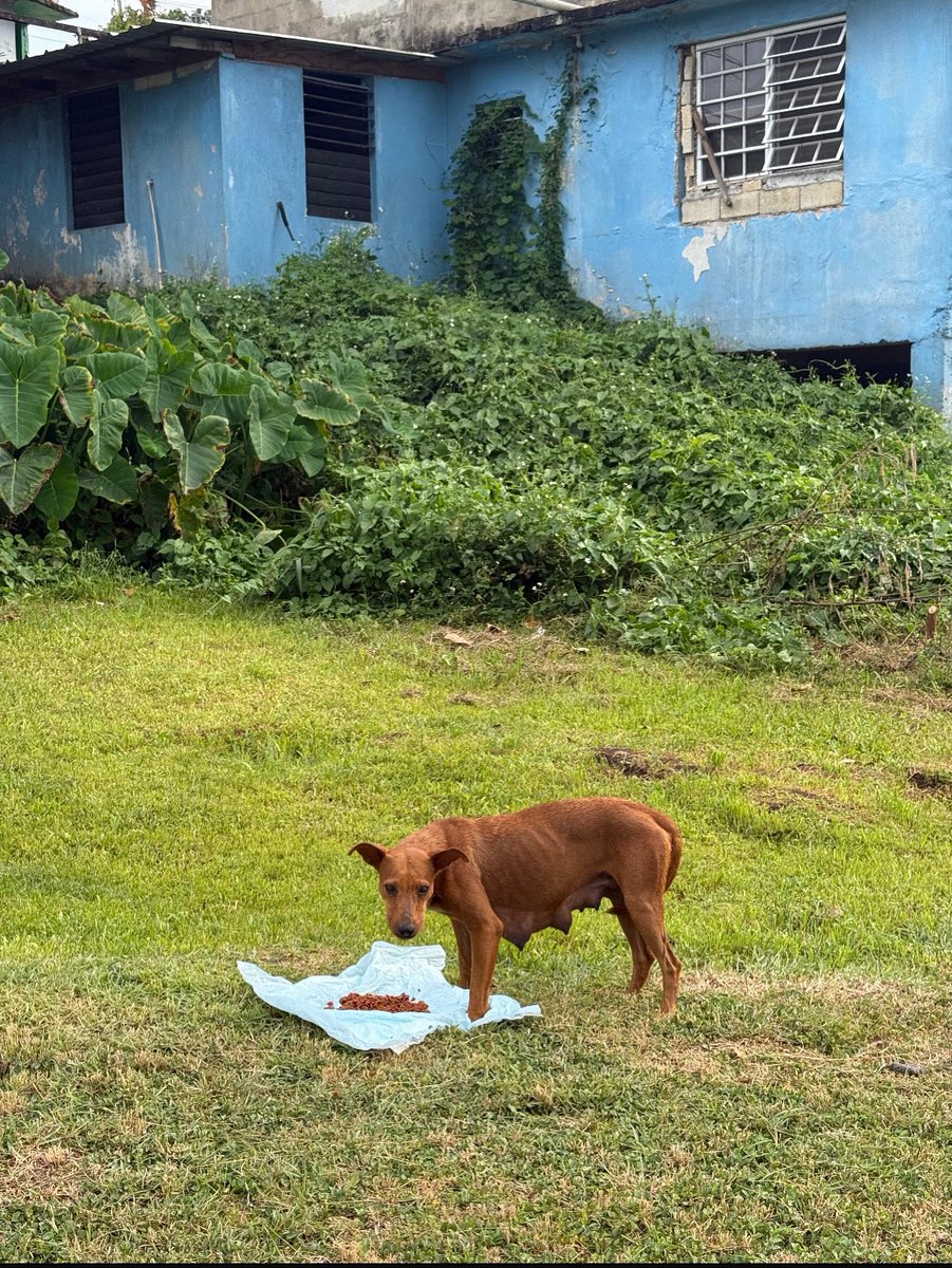 TheSatoProject's tweet photo. It’s time to be blunt: most of the 650,000 stray dogs on the island of Puerto Rico will not end up in homes. There simply aren’t more than half a million families ready and willing to adopt. But through our #OperationSato program, we can reduce suffering and improve quality of life for as many of these precious pups as possible, by removing them from the overpopulation and disease transmission cycle. With TNR (trap, spay/neuter, vaccinate, release), satos like this one can be freed from endless pregnancies, and hundreds of thousands of puppies across generations don’t have to come into the world needlessly. Feeding route caretakers can provide fresh water and food to dogs in the community and monitor their health. 

It’s our one-two punch approach to rescue: yes, we adopt out hundreds of satos per year. But we also provide free $650 worth of free medical services to THOUSANDS of satos per year, to address the problem from the root. Since our first #OperationSato event we have given away close to $3 million in vetting services, entirely funded by donations from our incredible supporters. And we don’t plan on stopping anytime soon. The only other alternative is mass euthanasia - and to us, that is unacceptable. 

We cannot rescue our way out of this. But we can fight a systemic problem with a systemic, humane solution. That’s the side of history you will always find us on. #SatoStrong