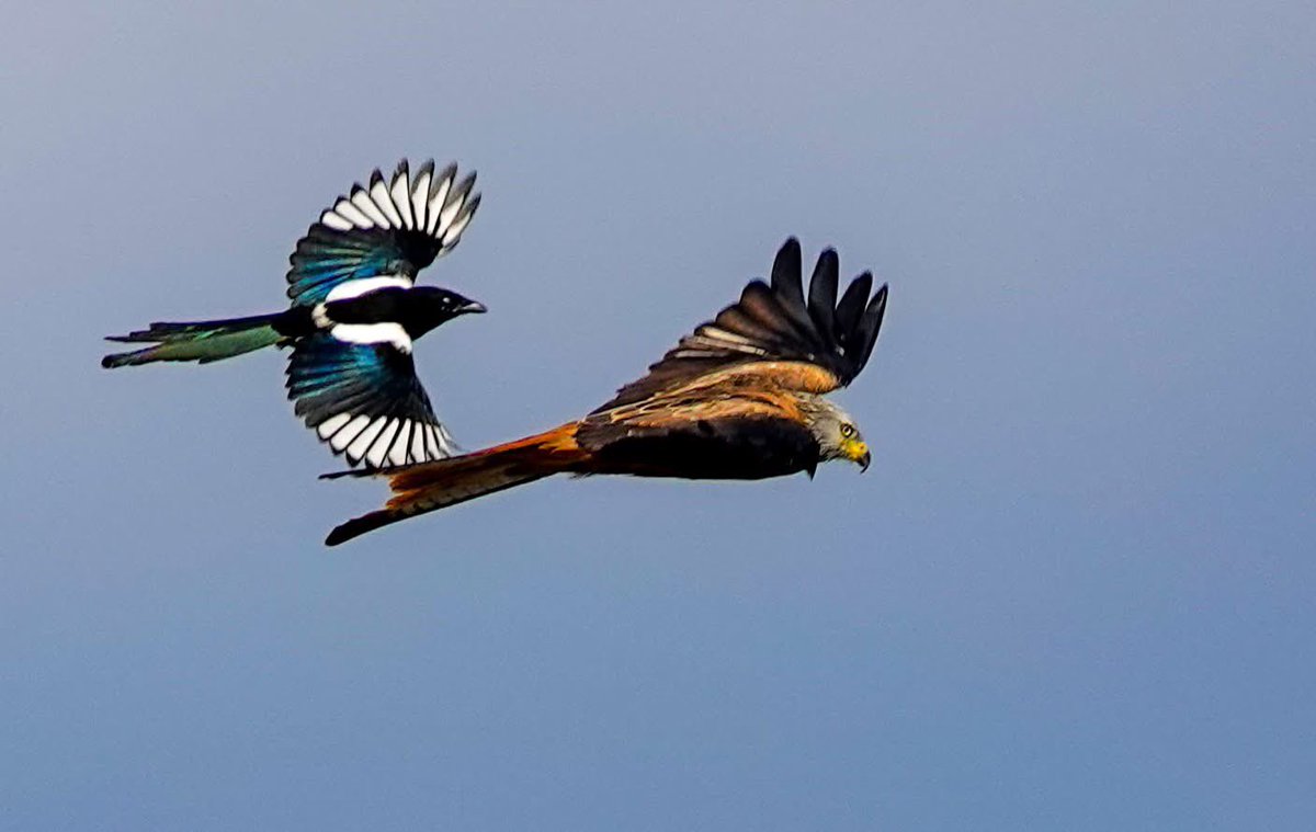 Sam Parish tweet media