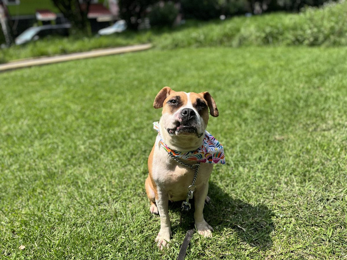 Amigos, la verdad estamos iniciando el mes con el pie izquierdo. Aún no logramos terminar de pagar las pensiones de septiembre, tampoco pudimos mandar pago a la veterinaria y ya nos lo están requiriendo, además tenemos que juntar las croquetas de inicio de mes… en fin, se nos