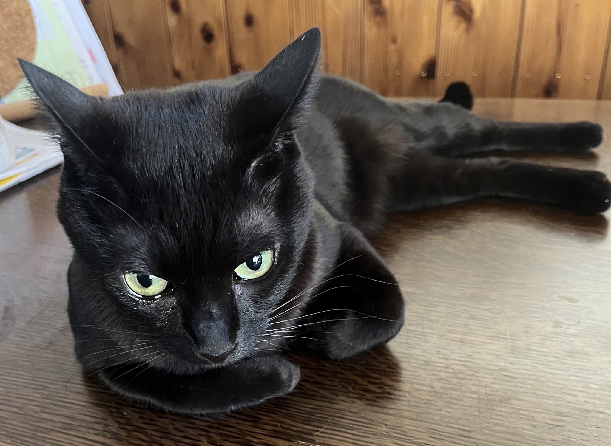 黒猫 i-img806x1200-