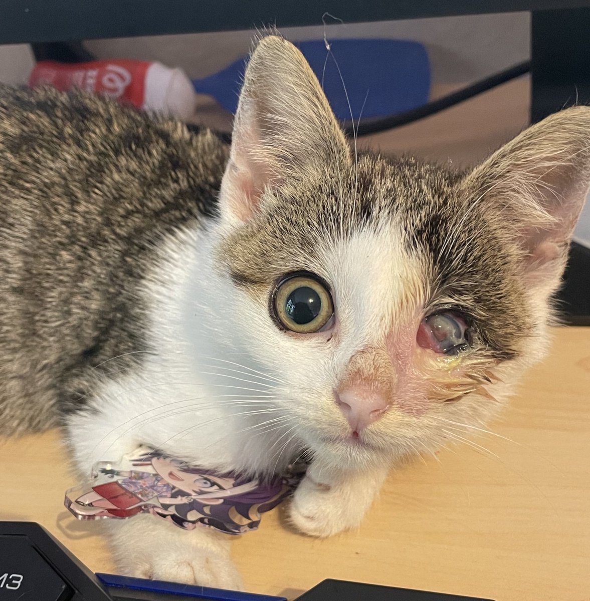 LadyFableVT's tweet image. UPDATE ON THE KITTEN
His name is now Cookie and he stole my Hakka keychain!

The vet said his eye might recover without any lasting damage, but it will take probably like 6 more weeks of treatment.
He is doing well aside from that and is super playful and snuggly!❤️