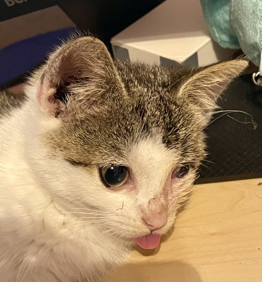 LadyFableVT's tweet image. UPDATE ON THE KITTEN
His name is now Cookie and he stole my Hakka keychain!

The vet said his eye might recover without any lasting damage, but it will take probably like 6 more weeks of treatment.
He is doing well aside from that and is super playful and snuggly!❤️