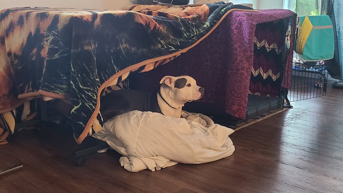 meatheadlogic's tweet photo. Blanket fort cool kid. https://t.co/ULYiCBMgzA