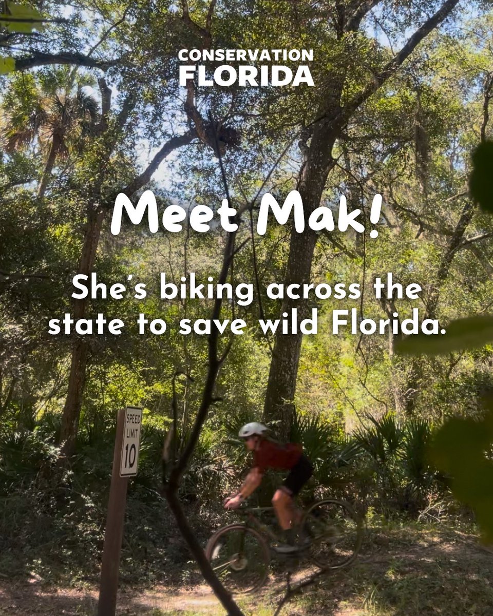 Conservation Florida tweet media