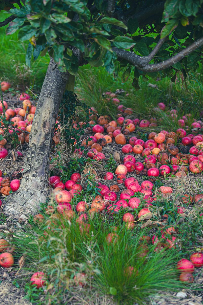 ucddublin's tweet photo. Harvest Time: The UCD Rosemount Orchard has rolled out a carpet of apples.🍎 Every autumn, these apples are picked and pressed into fresh juice right on site, giving a taste of the season. The orchard is part of the UCD Rosemount Environmental Research Station, located on the Belfield campus, where students and researchers explore sustainable horticulture and environmental practices…🍏 @ucd_hortsoc @ucdrosemount