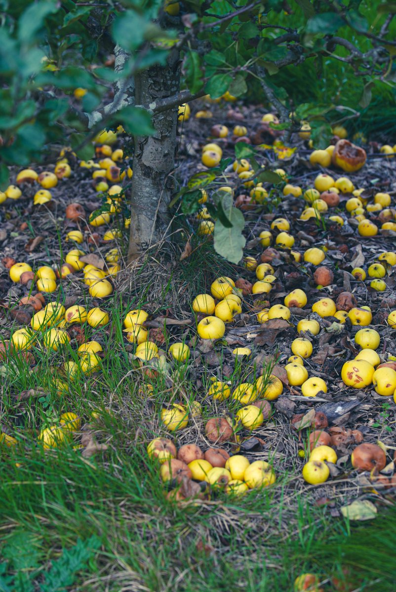 ucddublin's tweet photo. Harvest Time: The UCD Rosemount Orchard has rolled out a carpet of apples.🍎 Every autumn, these apples are picked and pressed into fresh juice right on site, giving a taste of the season. The orchard is part of the UCD Rosemount Environmental Research Station, located on the Belfield campus, where students and researchers explore sustainable horticulture and environmental practices…🍏 @ucd_hortsoc @ucdrosemount